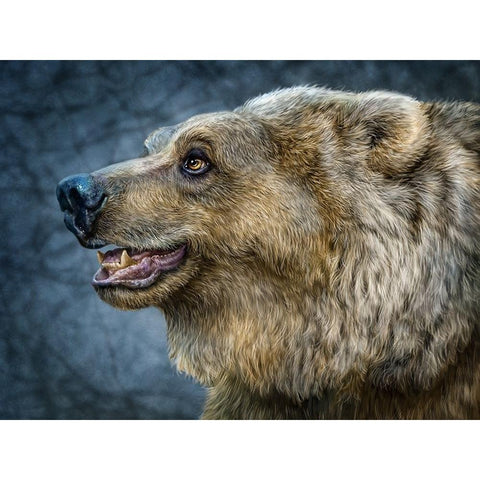 Bear Wonder Black Modern Wood Framed Art Print by LaMontagne, Patrick