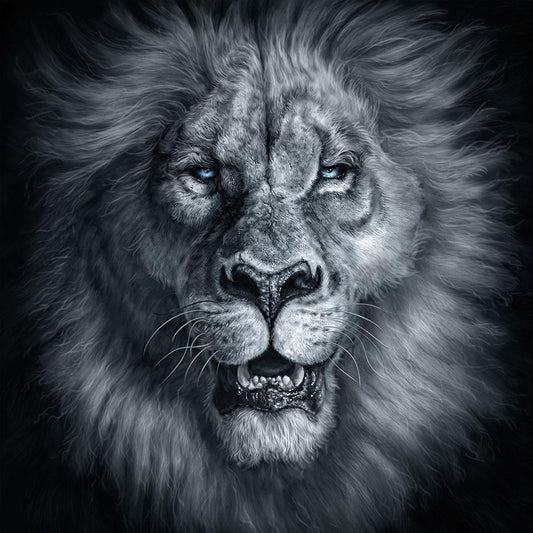 Image Only