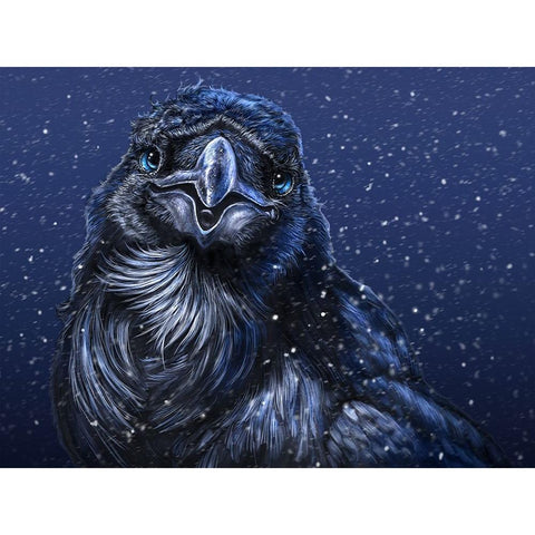 Winter Raven Black Modern Wood Framed Art Print with Double Matting by LaMontagne, Patrick