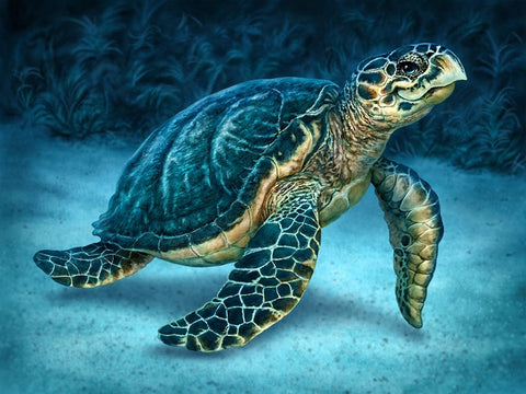 Sea Turtle White Modern Wood Framed Art Print with Double Matting by LaMontagne, Patrick