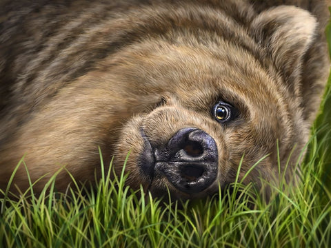 Grizzly on Grass Black Ornate Wood Framed Art Print with Double Matting by LaMontagne, Patrick