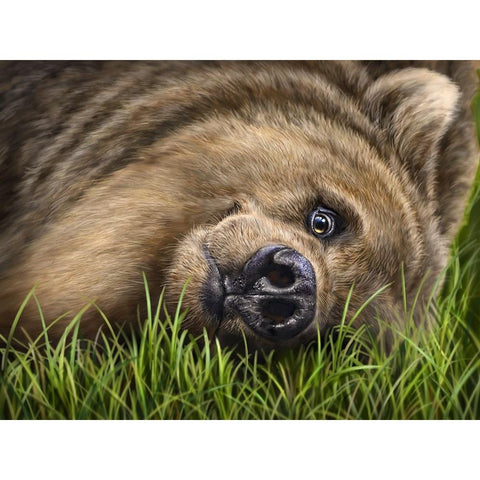 Grizzly on Grass Gold Ornate Wood Framed Art Print with Double Matting by LaMontagne, Patrick