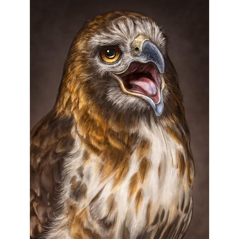 Red Tailed Hawk Black Modern Wood Framed Art Print with Double Matting by LaMontagne, Patrick