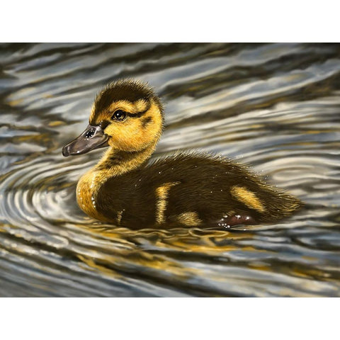 Duckling Black Modern Wood Framed Art Print with Double Matting by LaMontagne, Patrick