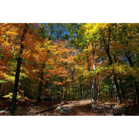 Autumn Clearing White Modern Wood Framed Art Print by Goldwitz, Robert