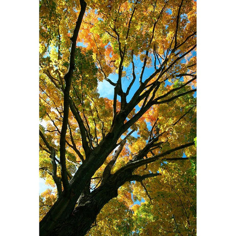 Autumn Maple Vertical Gold Ornate Wood Framed Art Print with Double Matting by Goldwitz, Robert
