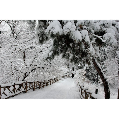 Central Park Path Deep Snow Black Modern Wood Framed Art Print with Double Matting by Goldwitz, Robert