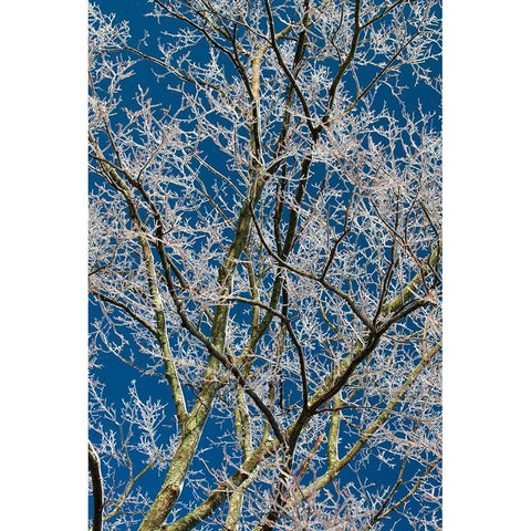 Ice Storm Branches White Modern Wood Framed Art Print by Goldwitz, Robert