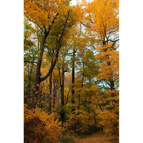 Inwood Park Fall Vertical Black Modern Wood Framed Art Print with Double Matting by Goldwitz, Robert