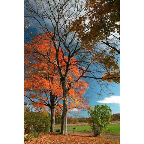 Late Fall Mailbox Vertical Black Modern Wood Framed Art Print by Goldwitz, Robert