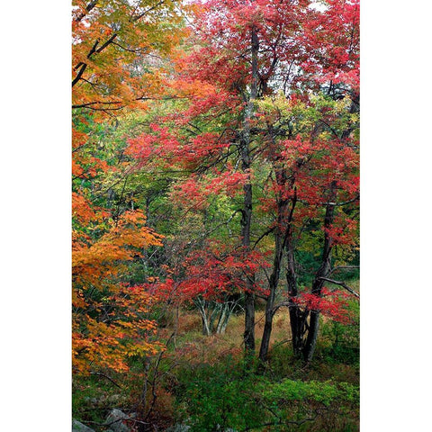 Minnewaskas Vertical 2010 Gold Ornate Wood Framed Art Print with Double Matting by Goldwitz, Robert