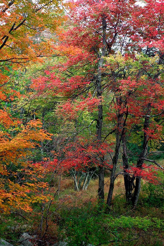 Minnewaskas Vertical 2010 Black Ornate Wood Framed Art Print with Double Matting by Goldwitz, Robert