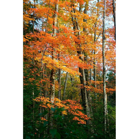 Orange Yellow Fall Vertical 9840 White Modern Wood Framed Art Print by Goldwitz, Robert