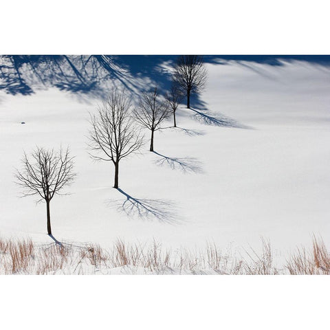 Winter Field Silhouettes Black Modern Wood Framed Art Print with Double Matting by Goldwitz, Robert