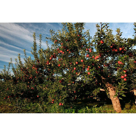 Apple Orchard Streaked Sky White Modern Wood Framed Art Print by Goldwitz, Robert