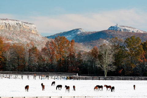 Early Snow Horse Paddock Black Ornate Wood Framed Art Print with Double Matting by Goldwitz, Robert