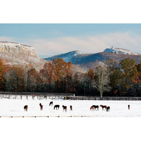 Early Snow Horse Paddock White Modern Wood Framed Art Print by Goldwitz, Robert