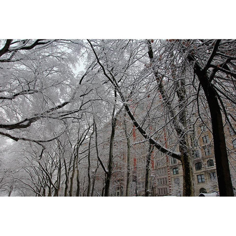 Snow Covered Trees Apartments White Modern Wood Framed Art Print by Goldwitz, Robert