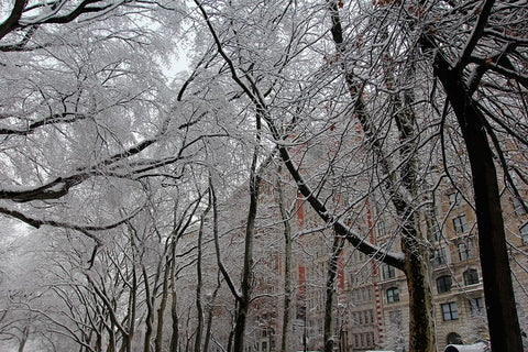 Snow Covered Trees Apartments Black Ornate Wood Framed Art Print with Double Matting by Goldwitz, Robert