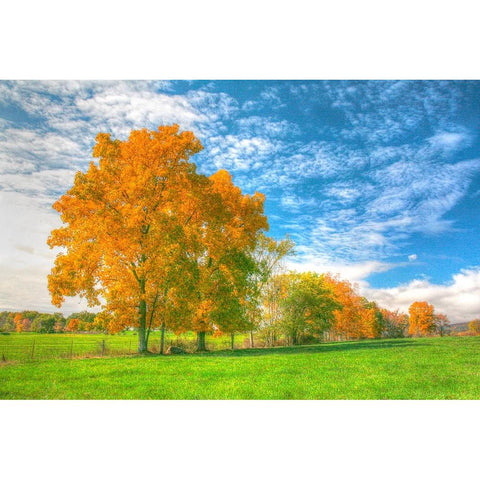 Autumn Tree Line Black Modern Wood Framed Art Print by Goldwitz, Robert