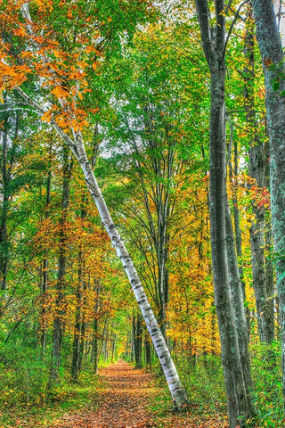 Birch Over The Trail White Modern Wood Framed Art Print with Double Matting by Goldwitz, Robert