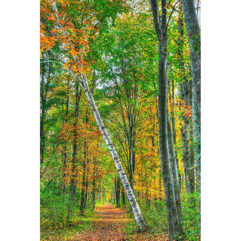 Birch Over The Trail White Modern Wood Framed Art Print by Goldwitz, Robert