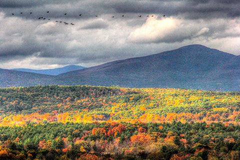 Flying South White Modern Wood Framed Art Print with Double Matting by Goldwitz, Robert