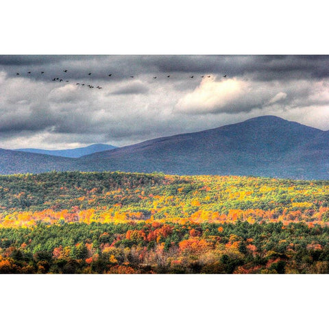 Flying South White Modern Wood Framed Art Print by Goldwitz, Robert