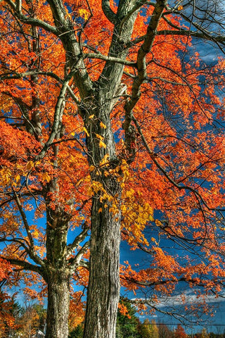 Grandparent Trees Black Ornate Wood Framed Art Print with Double Matting by Goldwitz, Robert