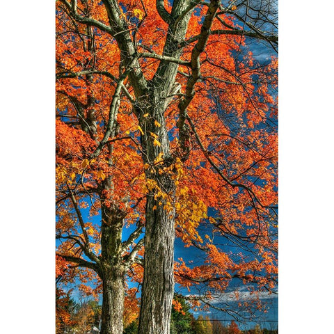 Grandparent Trees White Modern Wood Framed Art Print by Goldwitz, Robert