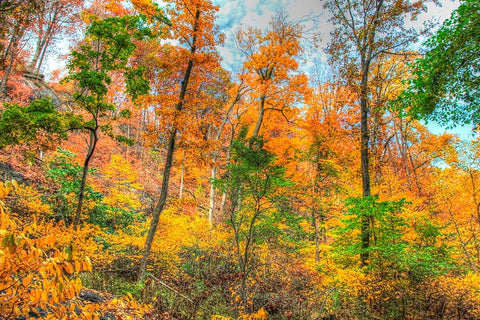 Inwood Park Horizontal Black Ornate Wood Framed Art Print with Double Matting by Goldwitz, Robert