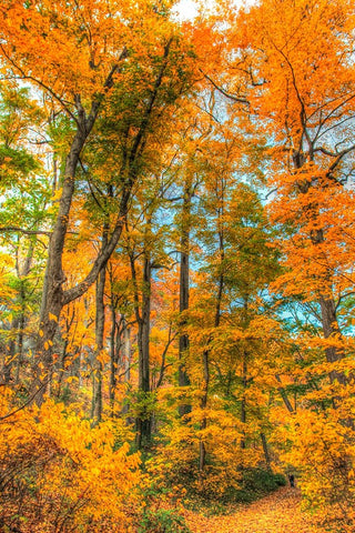 Inwood Park Vertical Black Ornate Wood Framed Art Print with Double Matting by Goldwitz, Robert