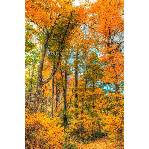 Inwood Park Vertical Black Modern Wood Framed Art Print by Goldwitz, Robert