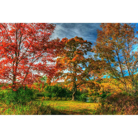 Tillson Lake Trees Black Modern Wood Framed Art Print by Goldwitz, Robert