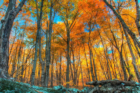 Winding Hills Park Black Ornate Wood Framed Art Print with Double Matting by Goldwitz, Robert