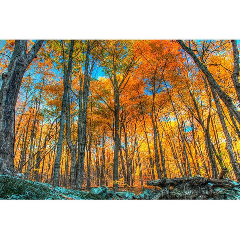 Winding Hills Park Black Modern Wood Framed Art Print by Goldwitz, Robert