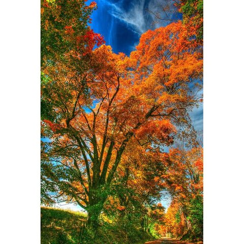 Autumn Borden Road Vertical White Modern Wood Framed Art Print by Goldwitz, Robert