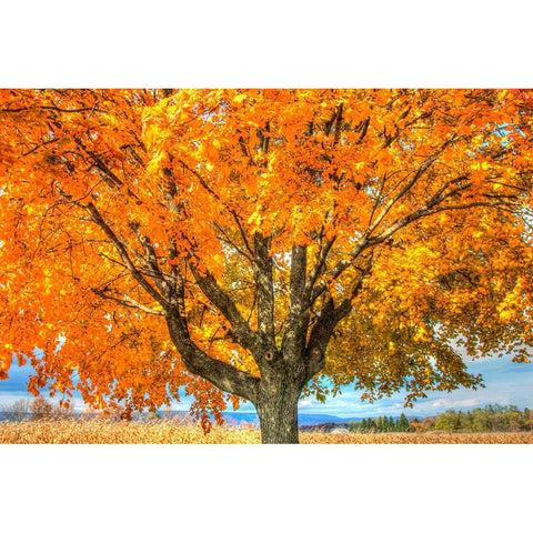 Autumn Yellow Tree And Gunks White Modern Wood Framed Art Print by Goldwitz, Robert
