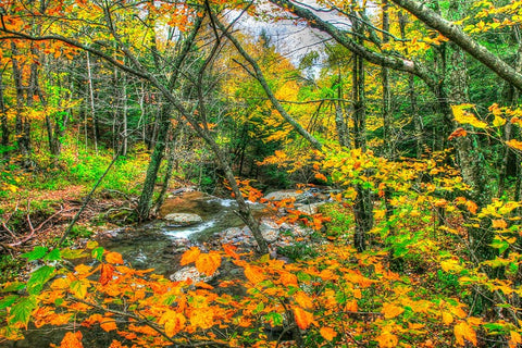 Fall Brook Orange Fo Black Ornate Wood Framed Art Print with Double Matting by Goldwitz, Robert