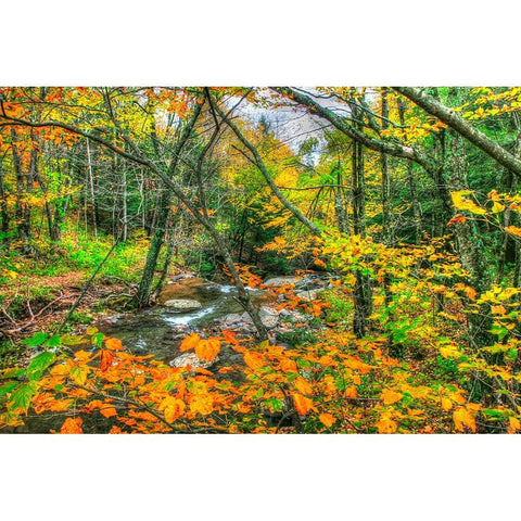 Fall Brook Orange Fo Black Modern Wood Framed Art Print by Goldwitz, Robert