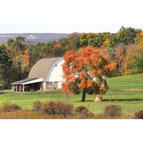 Barn and Orange Tree Gold Ornate Wood Framed Art Print with Double Matting by Goldwitz, Robert