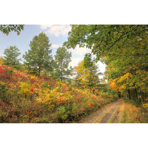 Autumn Path White Modern Wood Framed Art Print by Goldwitz, Robert