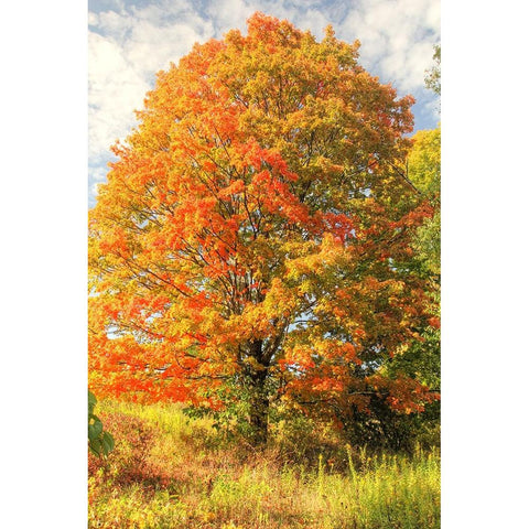 Brilliant Tree White Modern Wood Framed Art Print by Goldwitz, Robert