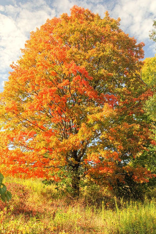 Brilliant Tree White Modern Wood Framed Art Print with Double Matting by Goldwitz, Robert