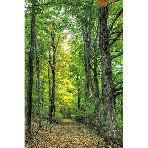 Deep Woods Vertical Black Modern Wood Framed Art Print by Goldwitz, Robert