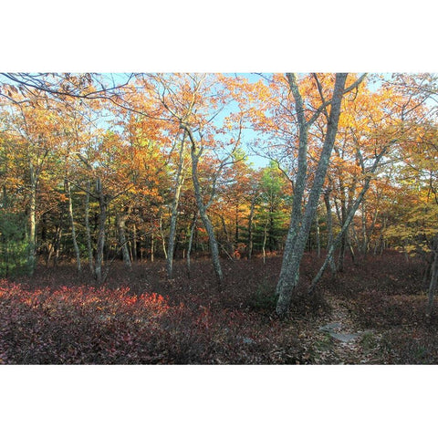 Late afternoon on the Ridge Black Modern Wood Framed Art Print by Goldwitz, Robert