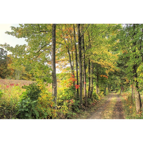 Sunlit Carriage Path Gold Ornate Wood Framed Art Print with Double Matting by Goldwitz, Robert