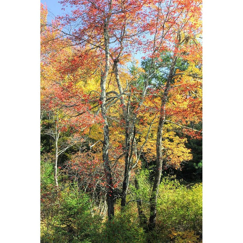 Autumn Tree Cluster Vertical Gold Ornate Wood Framed Art Print with Double Matting by Goldwitz, Robert