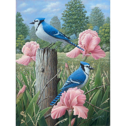 Blue Jays Black Modern Wood Framed Art Print with Double Matting by Wavra, Robert