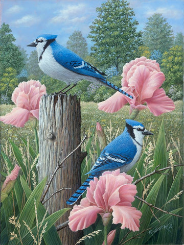 Blue Jays Black Ornate Wood Framed Art Print with Double Matting by Wavra, Robert